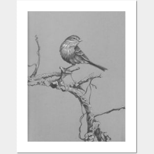 Perching Warbler Bird Posters and Art